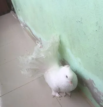 ময়ুরি কবুতর