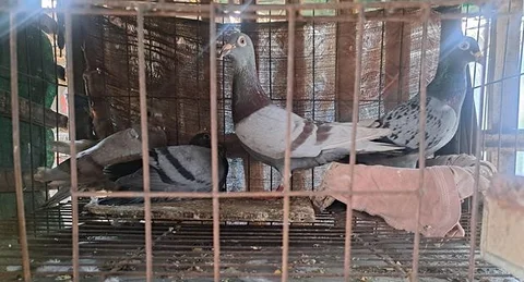 মাক্সি রেসার