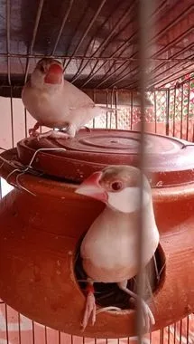 রানিং জাভা পাখি