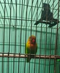 লার্ভ বাড