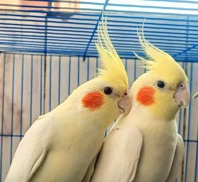 Cockatiel Bird