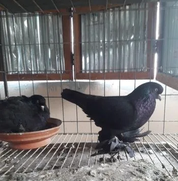 কবুতর