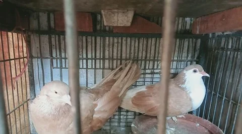 একজোড়া কবুতর