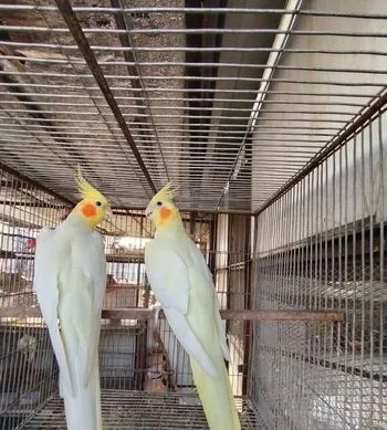 কোকেটেল বিডিং পেয়ার