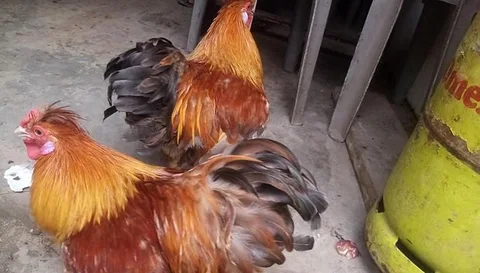 মোরগ
