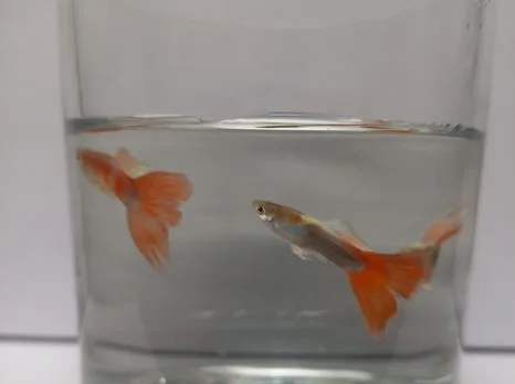Guppy