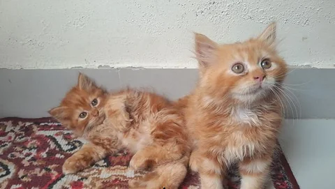 Traditional Persian Kitten