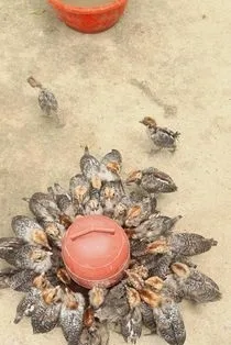 অরজিনাল মিসরি ফাওমি