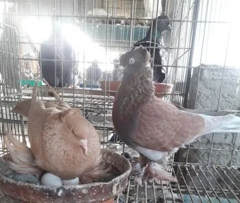 লাহরী কবুতর