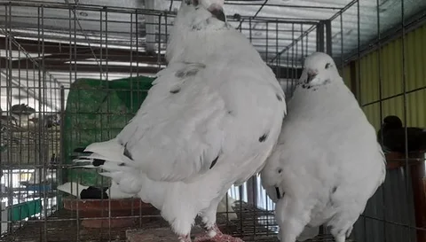 ফিলব্যাক কিং