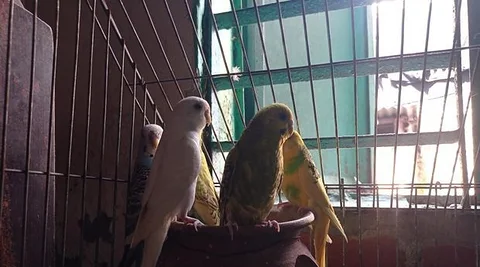 Bujurigar & Dove