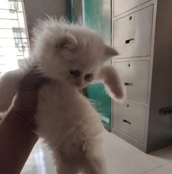 Kitten for sell
