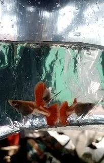 রেটটেল ডাম্বু ইয়ার