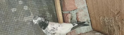 টেডি ও কালদোম
