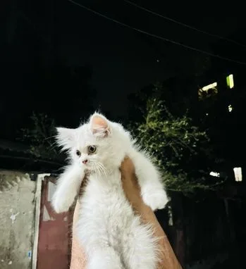 High Quality Cute Female Cat