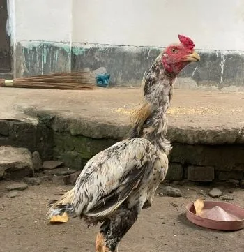 Jewa Morog