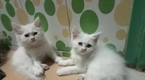 Female kitten