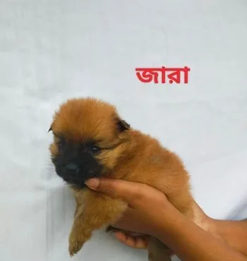 পমেরিয়ান