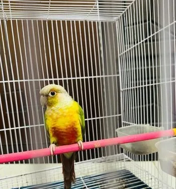 Red factor pineapple conure