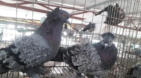ফিলব্যাক কবুতর বিকরি