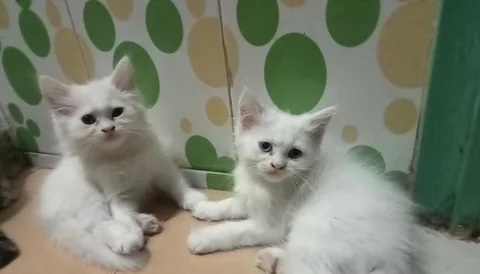 Female kitten