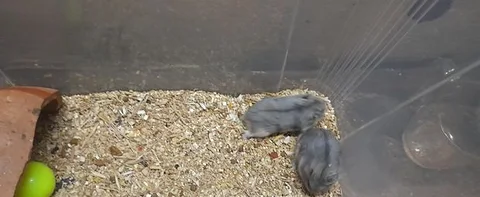 Russian Dwarf Hamster