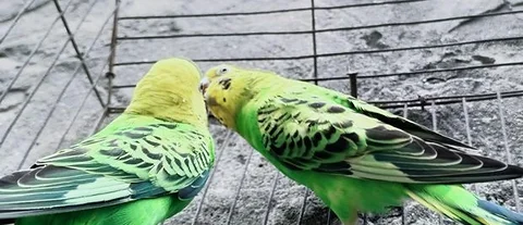 ডিম বাচ্চা করা এক জোরা পাখি