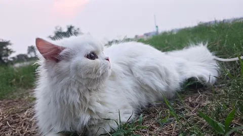 Triple Coat Persian Female