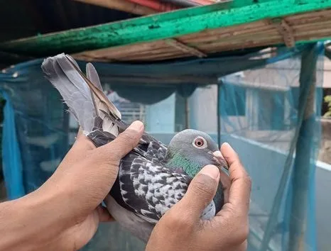 রেসার হোমা ও এঞ্জেল কবুতর