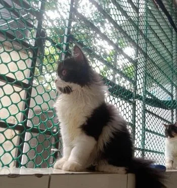 Pure Persian Cat