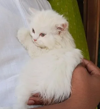 Pure Persian Cat