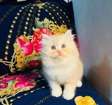 Royal Cat Housh