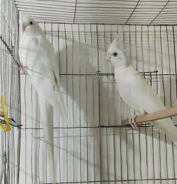 Albino Master Pair