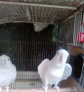 Red Eye Albino Cockatiel Master Pair