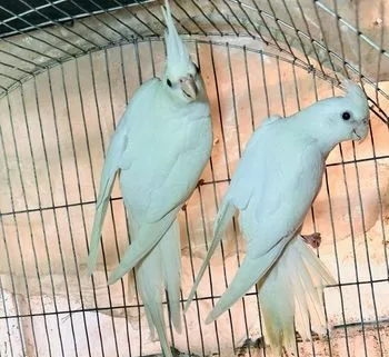 Cockatiel Albino Red Eye Pair