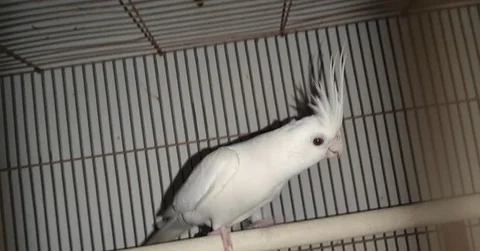 Albino Red Eye Cockatiel