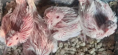 Cocktial Baby