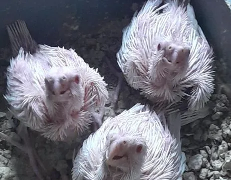 Cocktial Baby Red Eye