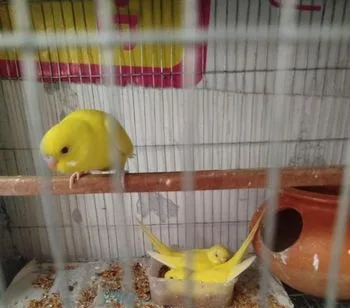 Yellow Luteno Red Eyes