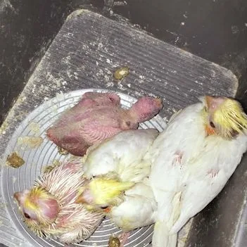 Cockatiel Tame Size Baby