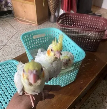 Tame Size Cockatiel Baby