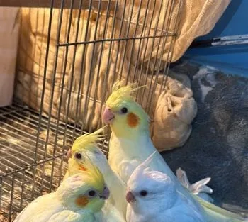 Tame Cockatiel