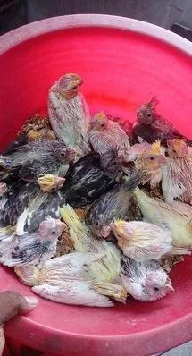 Tame Size Cockatiel Baby