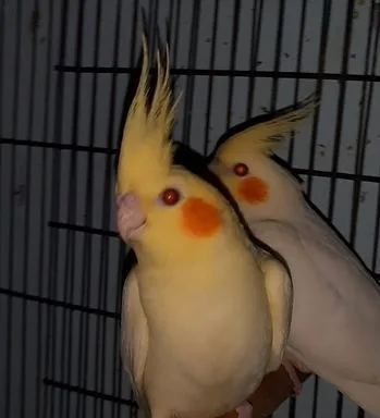 Lutino Cockatiel Red Eye