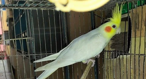 Cockatiel lutino Red Eye