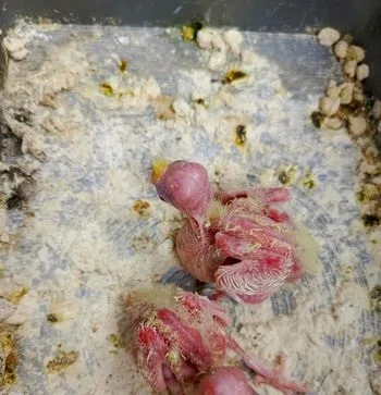 Lutino cocatel baby red eye