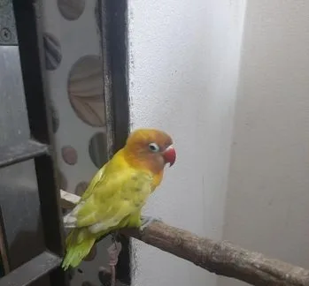 মেইল ফিসার লাভ বার্ড