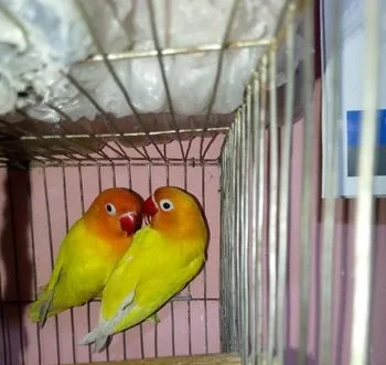 ইওলো ফিসার লাভ বার্ড