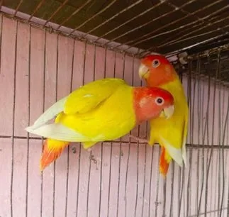 লাভ বার্ড