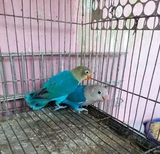 লাভ বার্ড